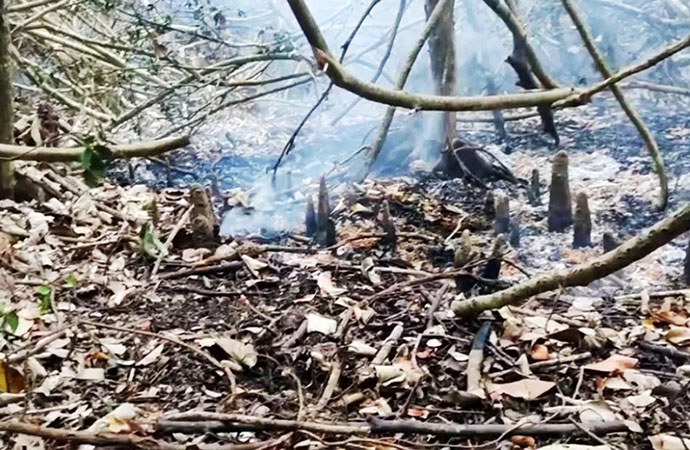 Wildfire in Sundarbans, the last stronghold of Bangladesh’s remaining tigers