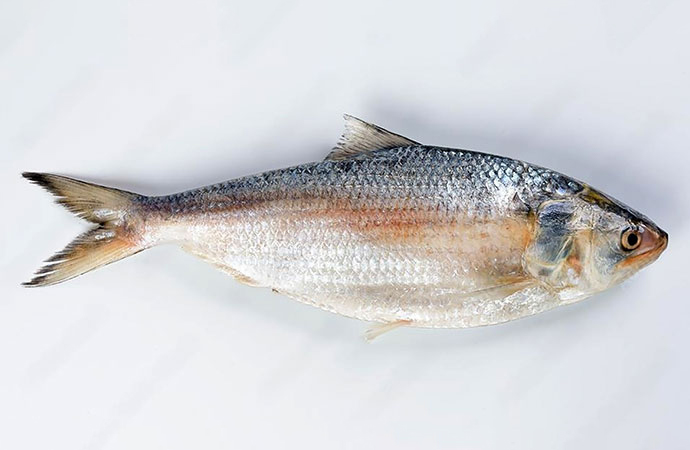 Memories of “ilish mach”: A fish without sharafat