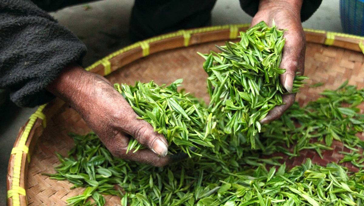 Iran's tea exports rise by 2.3 pct in value annually