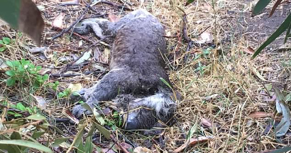 Australia launches investigation after dozens of koalas found dead in land-clearing