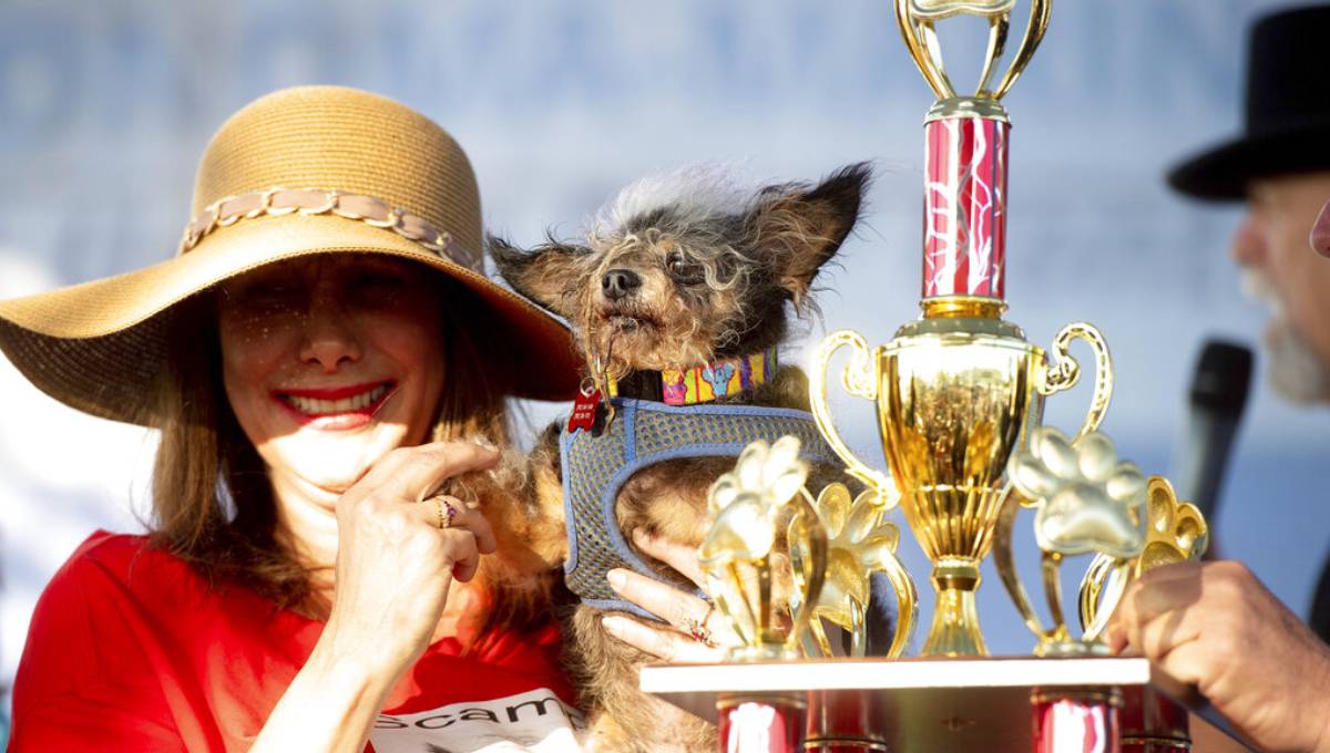 Scamp the Tramp wins California Ugly Dog Contest