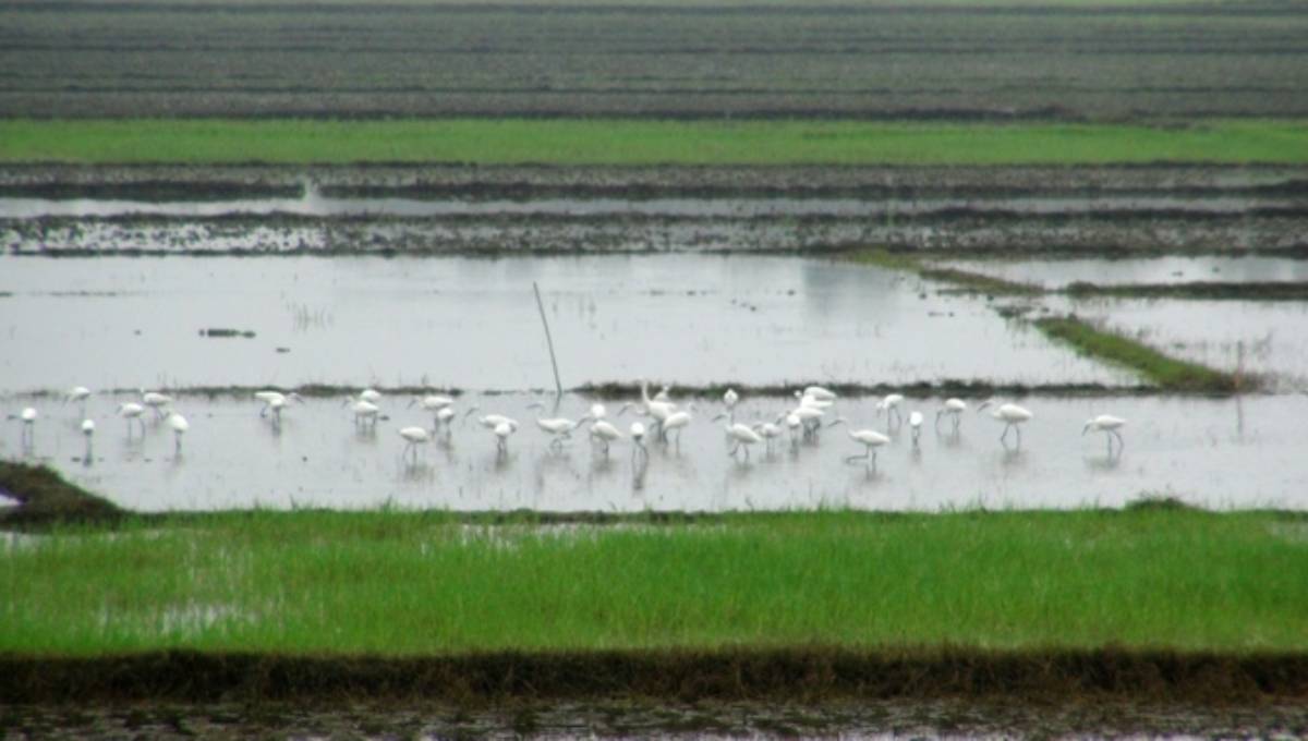Untimely rain worries Faridpur farmers