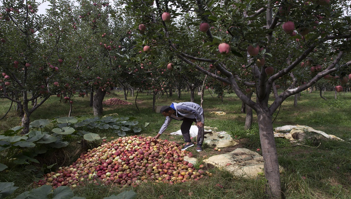 Apple economy latest casualty in strife-torn Kashmir