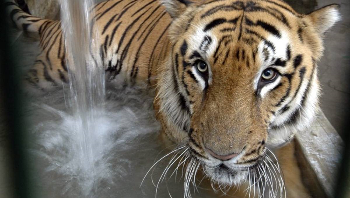 India's tiger population rises to nearly 3,000 animals
