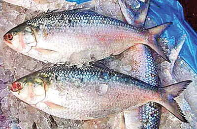 22-day ban on hilsa netting comes into effect
