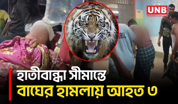 লালমনিরহাট সীমান্তে বাঘের আ/ক্র/মণে আহত ৩, ৬ রাউন্ড গু/লি বিজিবির | Lalmonirhat | Tiger Attack | UNB