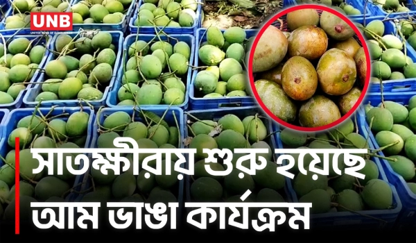 সাতক্ষীরায় আনুষ্ঠানিকভাবে শুরু আম ভাঙা, বাজারে এলো মৌসুমের প্রথম আম | Satkhira Mango | UNB