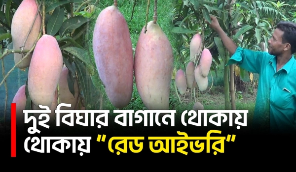 চাঁপাইনবাবগঞ্জে “রেড আইভরি” আম চাষ করে কৃষক কবিরের সাফল্য | Chapainawabganj | Mangoes | UNB