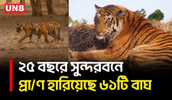 সুন্দরবনে বাঘ বাড়লেও ২৫ বছরে প্রা/ণ হারিয়েছে ৬১টি বাঘ | World Tiger Day | Sundarbans | UNB