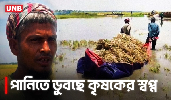 চলনবিলে তলিয়ে গেলো পাকা বোরো ধান, ক্ষতিগ্রস্ত ১০০০০ বিঘা জমি | Natore Flood | Crop Protection | UNB