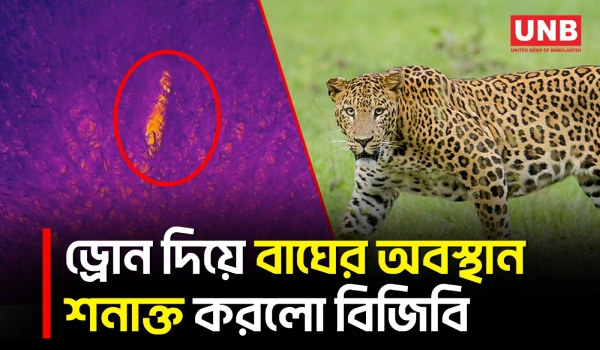 লালমনিরহাটের বাঘের অবস্থান ড্রোনের মাধ্যমে শনাক্ত | Lalmonirhat Tiger | UNB