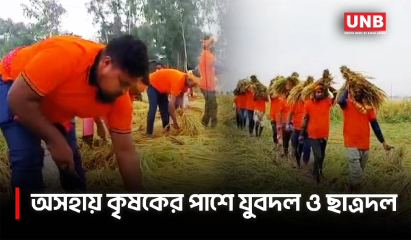 নাটোরের সিংড়ায় প্রতিবন্ধী কৃষকের ধান কেটে ঘরে তুলল যুবদল-ছাত্রদল | Natore Special needs Farmer | UNB