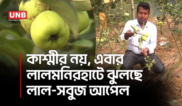 লালমনিরহাটে আপেল চাষে সফল উদ্যোক্তা, উত্তরের কৃষিতে নতুন সম্ভাবনা | Lalmonirhat | Apples | UNB