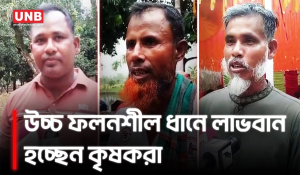 কালীগঞ্জে ব্রি-১০৮ ধানের ফসল কর্তন ও মাঠ দিবস অনুষ্ঠিত | Bangladesh Rice Research Institute | UNB