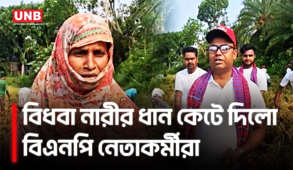 নাটোরে বিধবা নারীর ২ বিঘা ধান কেটে দিলো বিএনপি নেতাকর্মীরা | Natore | BNP | Social Work | UNB