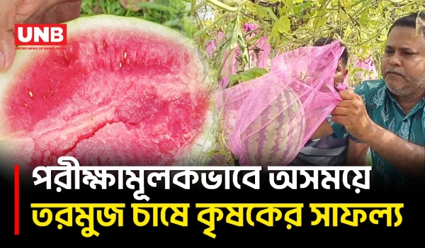 মানিকগঞ্জে অসময়ে তরমুজ চাষে বাম্পার ফলন, লাভের আশা কৃষকের | Watermelon Farming | UNB