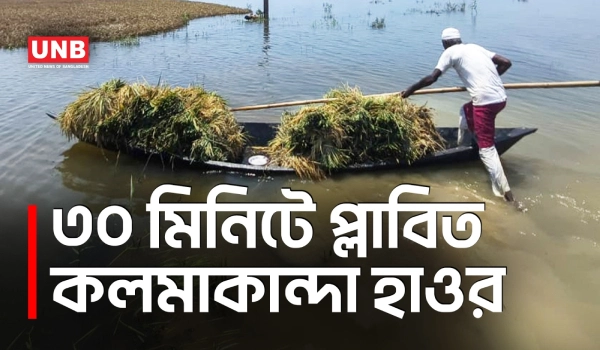 নেত্রকোনায় আকস্মিক বন্যা, ধান বাঁচাতে মাঠে কৃষক | Netrokona Haor | Flood | UNB
