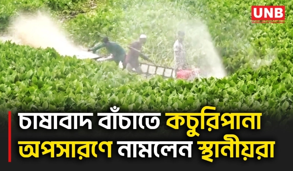চলনবিলের নদ-নদীতে কচুরিপানা সংকট কাটাতে স্থানীয়দের উদ্ভাবিত কাটার নৌযান ব্যবহার | Natore | UNB