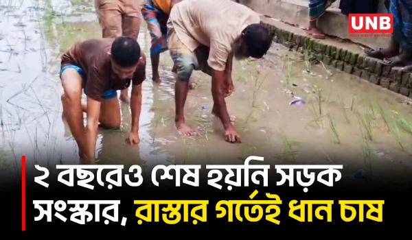 গাজীপুরের শ্রীপুরে সড়কে ধানের চারা রোপণ করে স্থানীয়দের প্রতিবাদ | Gazipur | Water Logging | BD | UNB