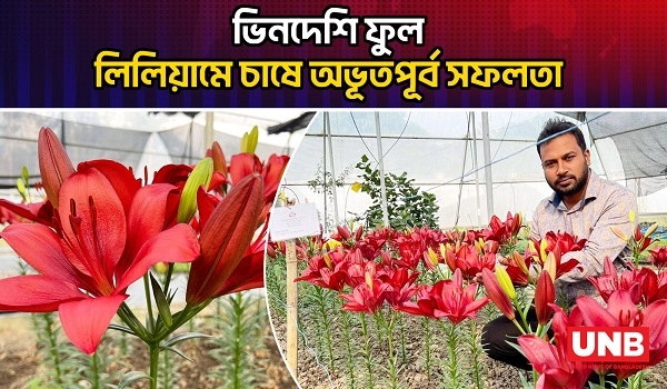 ভিনদেশি ফুল লিলিয়ামে চাষে অভূতপূর্ব সফলতা | Lilium Flower | Flower Cultivation | Bagerhat | UNB