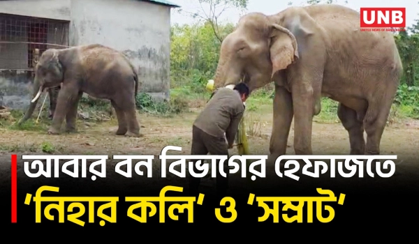গাজীপুর সাফারি পার্কে শর্ত ভঙ্গের অভিযোগে দুই হাতি ফের বন বিভাগের হেফাজতে | Gazipur | UNB