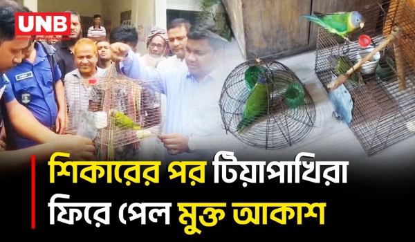 শিবগঞ্জে টিয়া পাখি শিকারের দায়ে যুবক আটক, জরিমানা ও পাখি অবমুক্ত | Birds Hunting | UNB