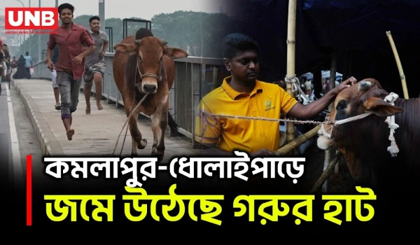 ঈদুল আজহা সামনে রেখে রাজধানীর অস্থায়ী গরুর হাটে জমে উঠেছে কেনাবেচা | Dhaka Cattle Market | UNB