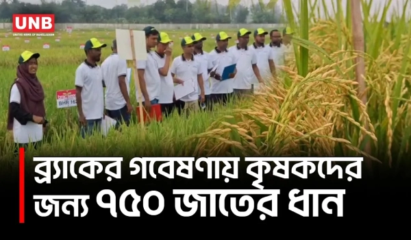 ব্র্যাকের গবেষণা মাঠে ৭৫০ ধানের জাত, অবমুক্ত ১৯;কৃষকদের কাছে পৌঁছাতে বিশেষ উদ্যোগ | Brac | UNB