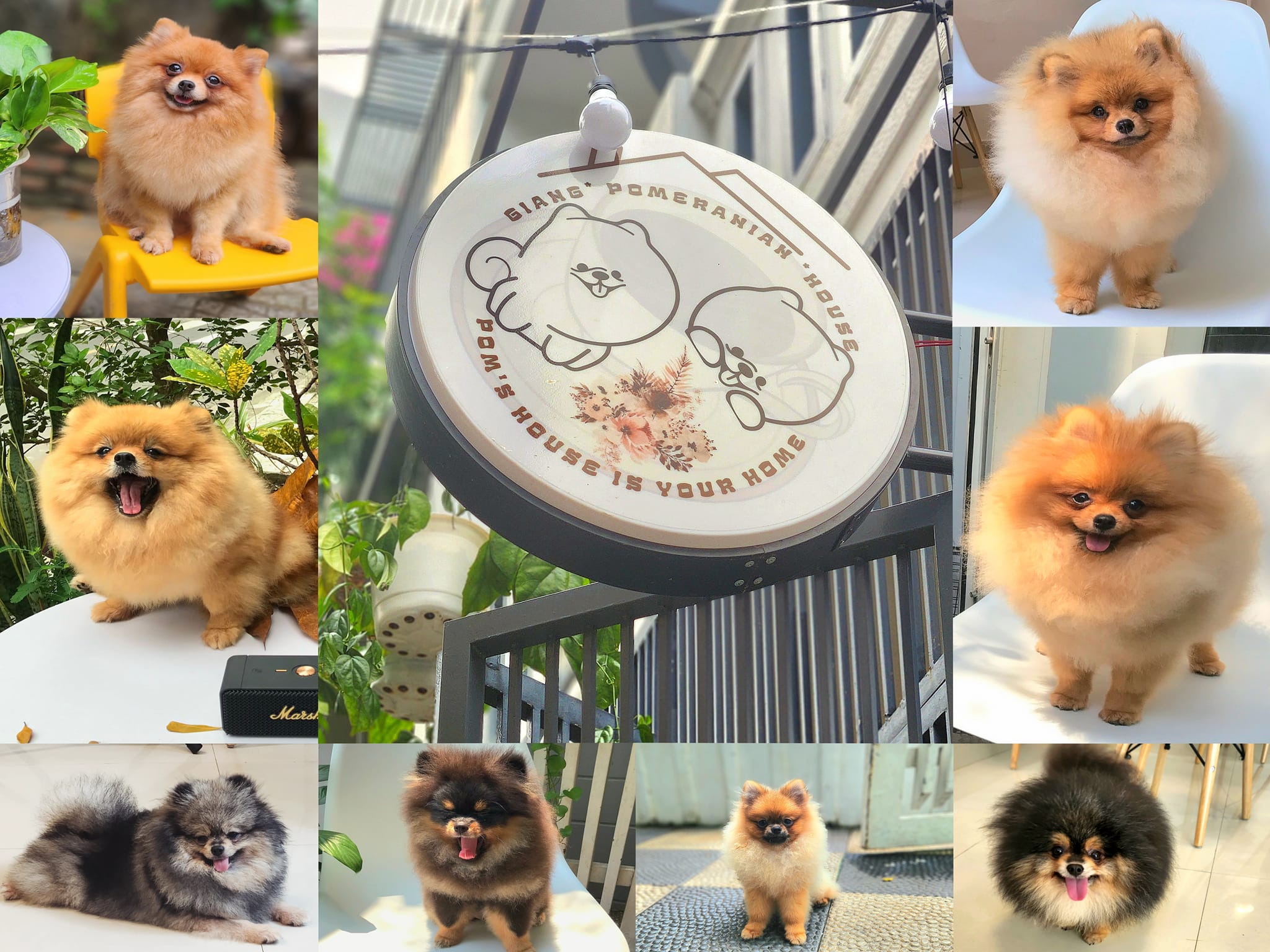 Giang Pomeranian House