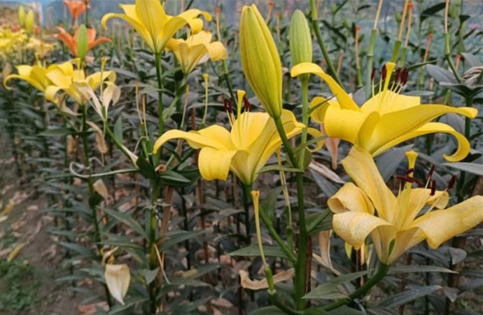 Liliums grown in Bagerhat show surprising promise for farmers