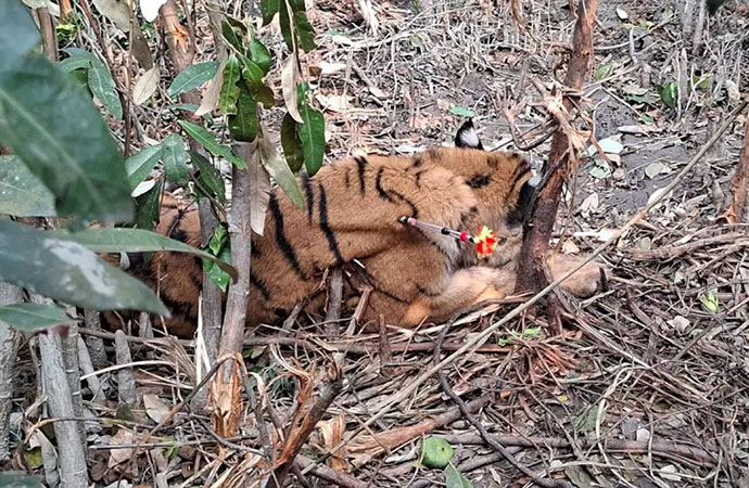 Tigress trapped in poachers’ snare in Sundarbans rescued
