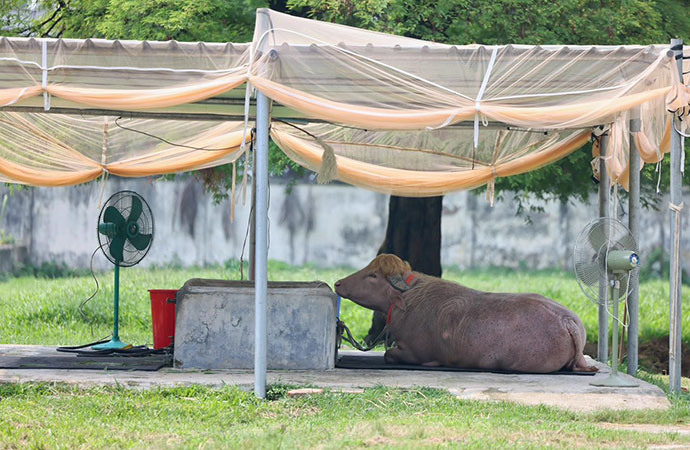 Beating the heat: Zoo animals seek relief in waterbodies as heatwave grips Dhaka