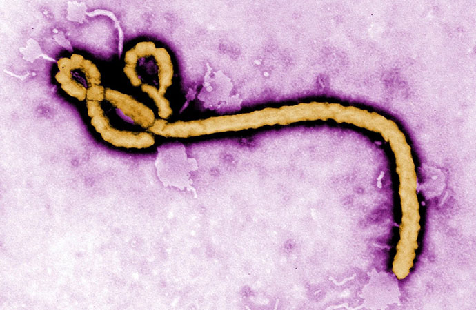 How Ebola Returned With A Vengeance