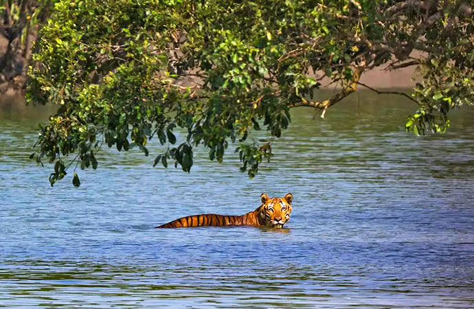 Tigers return but hunger lurks in Sundarbans