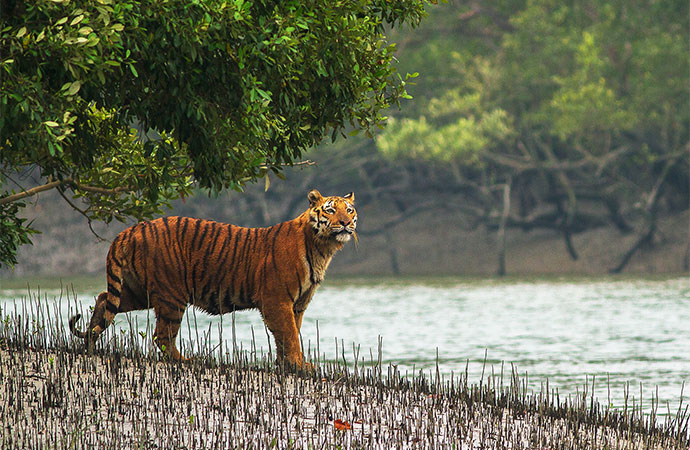 Conservation projects paying fruit as Sundarbans witness increase in tiger population