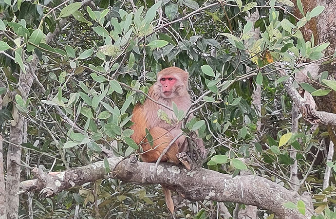 Satellite data suggest Sundarbans mangroves are losing resilience