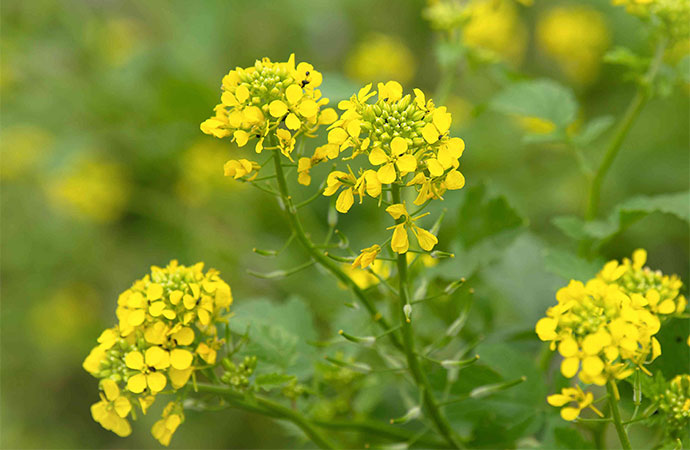 Khulna farmers reap rewards from mustard cultivation, honey production