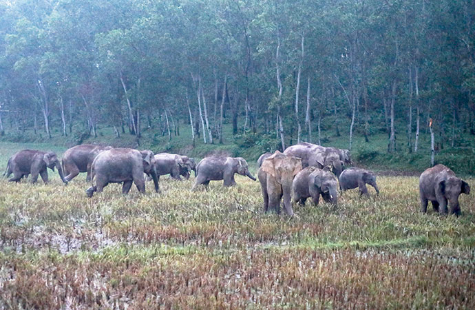 On the trail of the Asian Wild Elephant