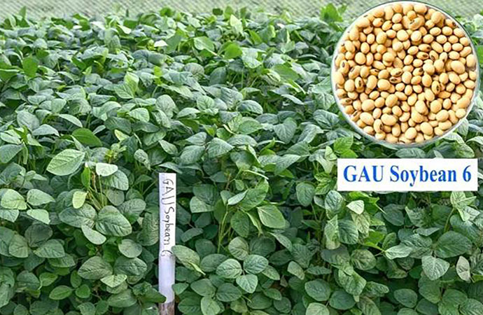 Bangladesh’s first drought-resistant soybean brings hope to char areas