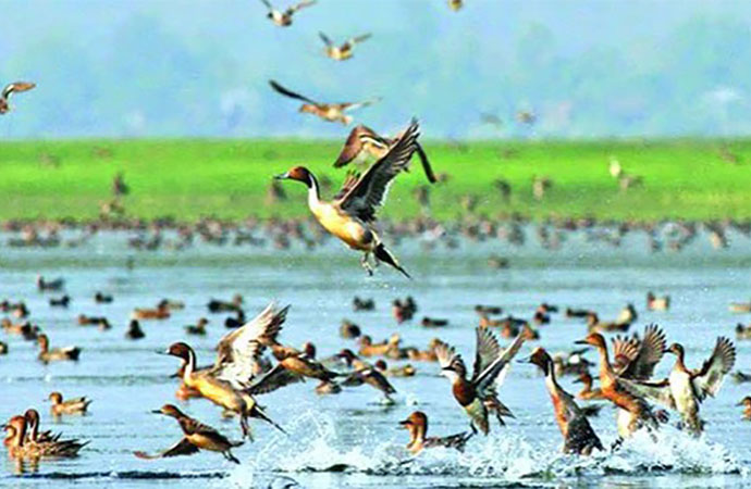 Vanishing winged visitors: Beanibazar sees sharp decline in migratory birds