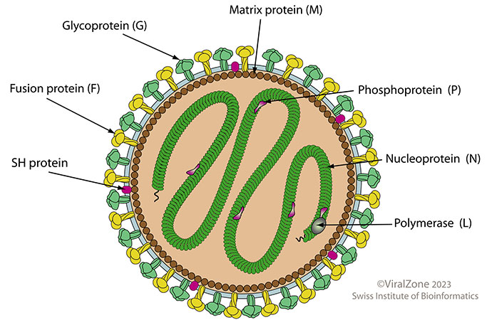 HMPV Virus Outbreak: Causes, Symptoms, Treatment and Prevention