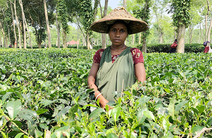The Struggles and Resilience of Sylhet's Tea Workers: A Century of Exploitation and Hope