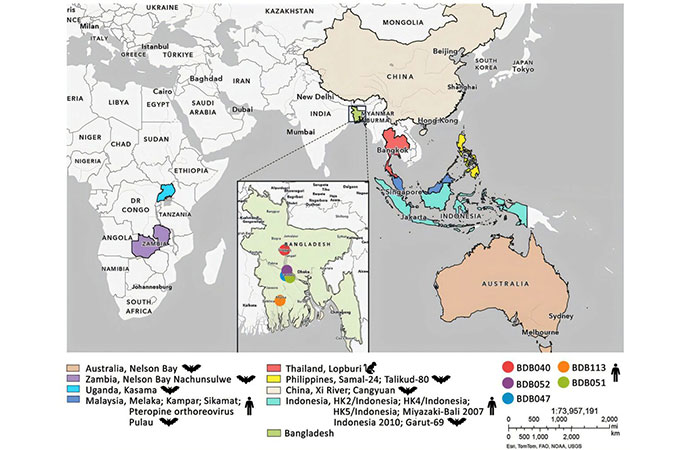 Bats identified as origin of unexplained acute respiratory illness and encephalitis in Bangladesh