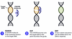 CRISPR Views of a Bioengineered Future