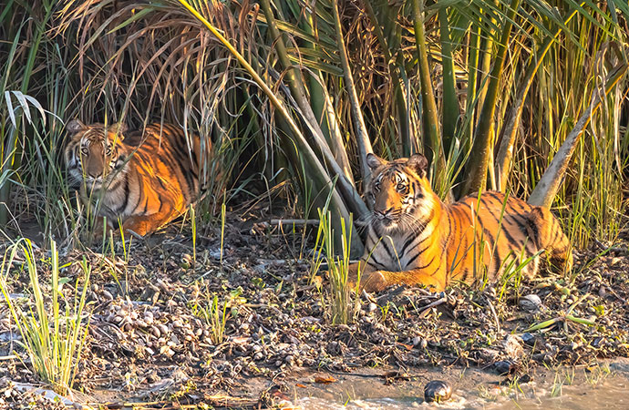 To Save Tigers in Bangladesh, Deer Farming Must End