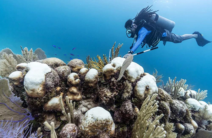 How Pulmonary Leagues under the Sea Have Crossed the Rubicon