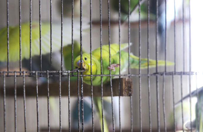 The Cage of Captivity and the Cry for Freedom: A Cruel Picture of Wildlife Rights Violation
