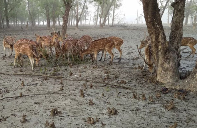 Poaching surge threatens deer population in Sundarbans