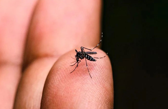 With 10 more deaths reported on Tuesday (Nov. 4), the total number of dengue fatalities
