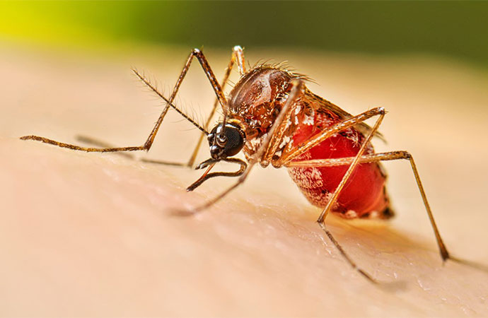 Aedes mosquitoes—the dengue vector